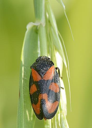 Cercopis vulnerata